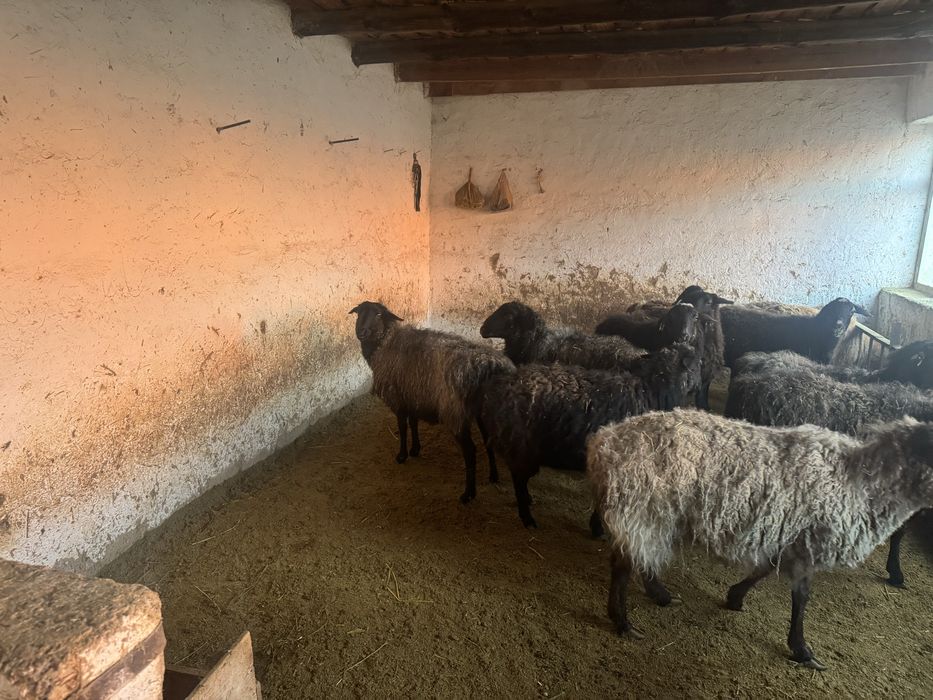 Семіз қойлар сатылымда