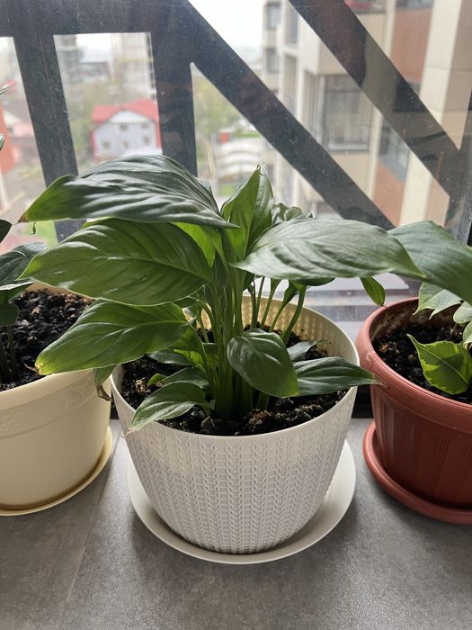 Комнатные растения цветы