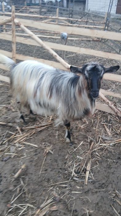 Vînd capră starpă