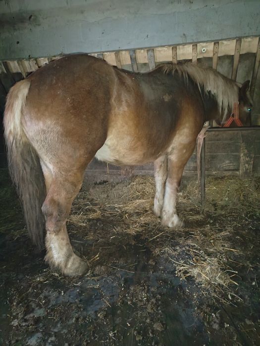 Vând mânza dio ani jumate