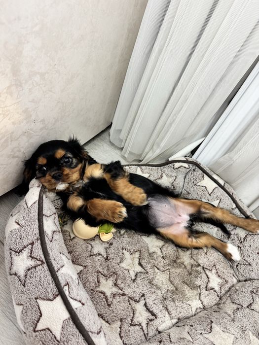 Кавалер чарльз кинг спаниель девочка