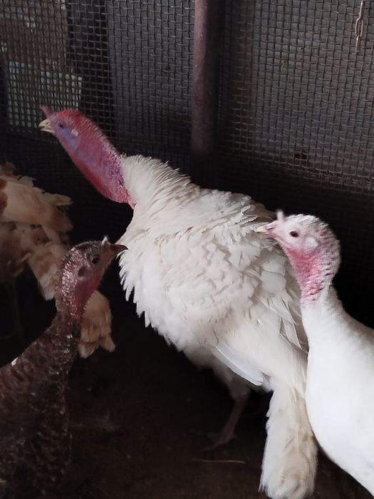 Продам индюка молодого