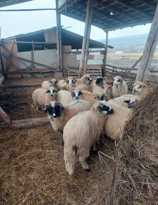 Oi de vânzare le vând toate o data