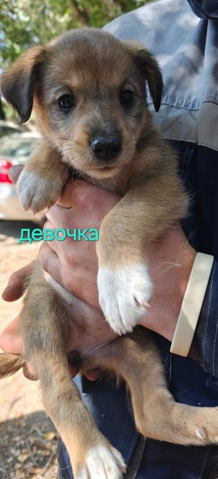 Щеночки ищут дом