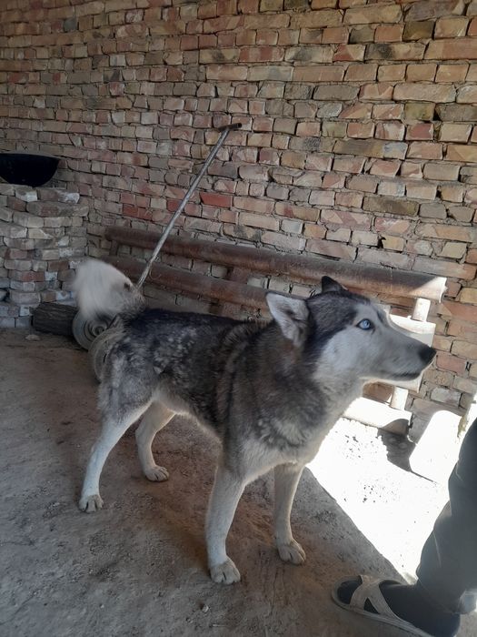 Хаски сатылады 15000