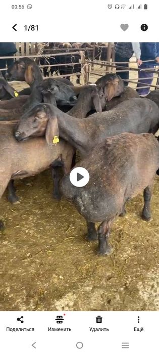 Қой, қошқар сатылады, сойып берем