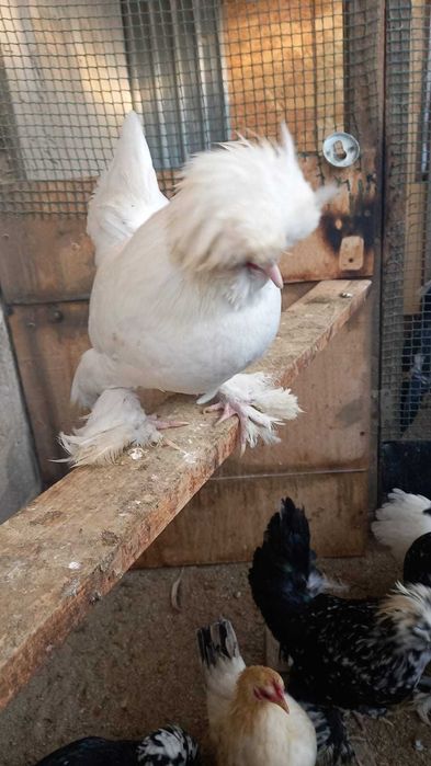 Карликовые Петушки