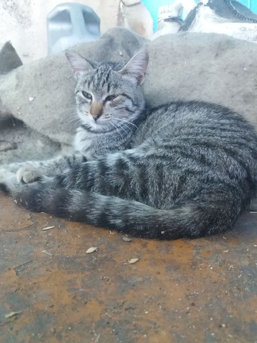 Кошка стерилизованная