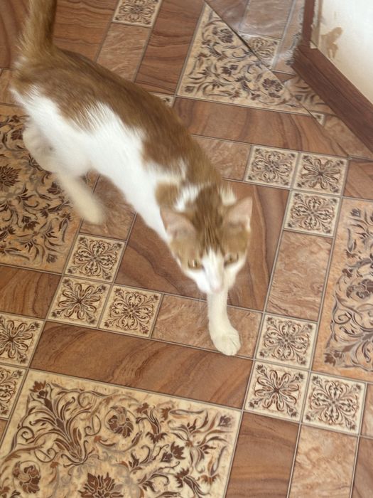 Отдам в отвественные руки