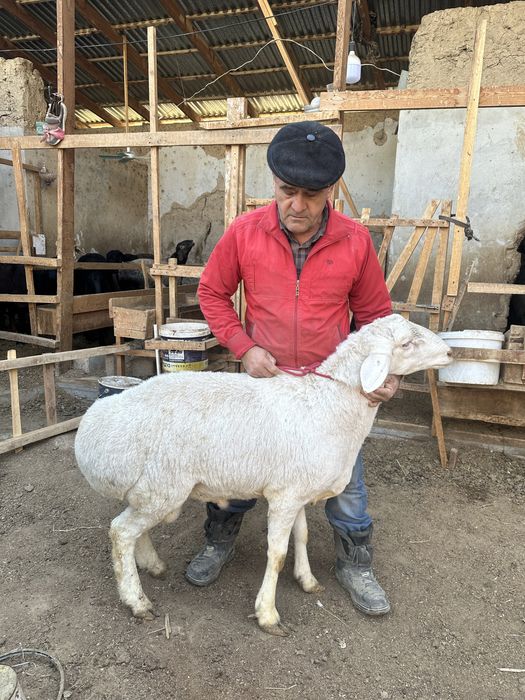 Urugʻlikka zotlik qoʻylar bor