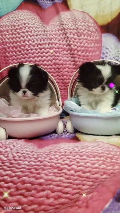 Щенки японского хина