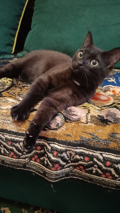 Отдам котёнка-мальчика