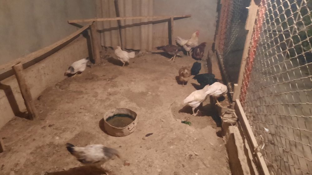 Тауық шөжелер тез арада