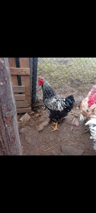 Vând Cocos Wyandotte