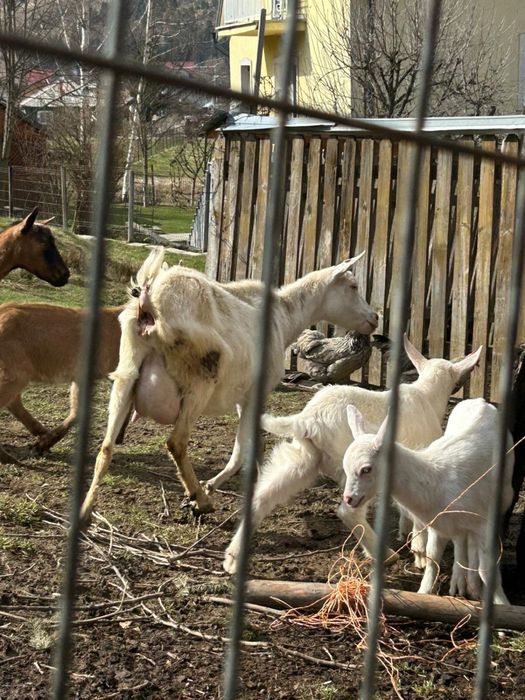 Capra Saanen cu 2 iezi