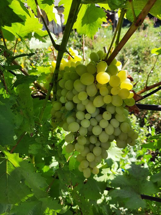 Продам Дачу на Кривом озере