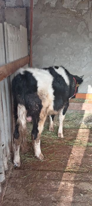 Бука бык бир жасар 2 еу