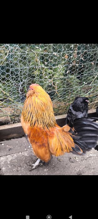 Oua incubat bărboasă