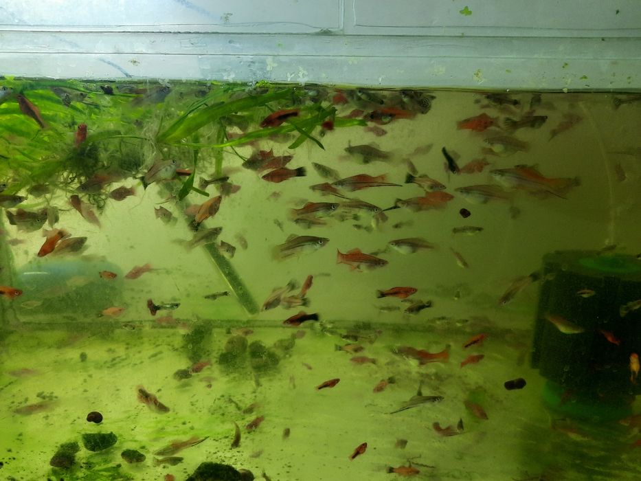 Меченосцы  аквариум  рыбки