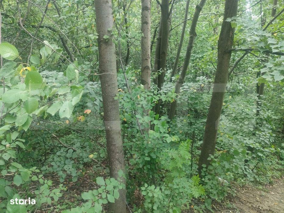 Teren intravilan, 5857 mp, Baltati, Horodnicu de Sus