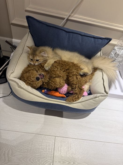 мальтипу проадется