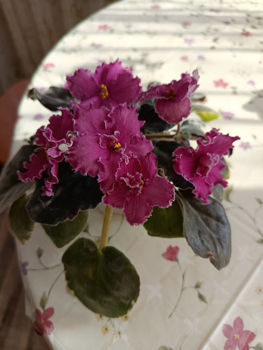 Фиалка комнатная