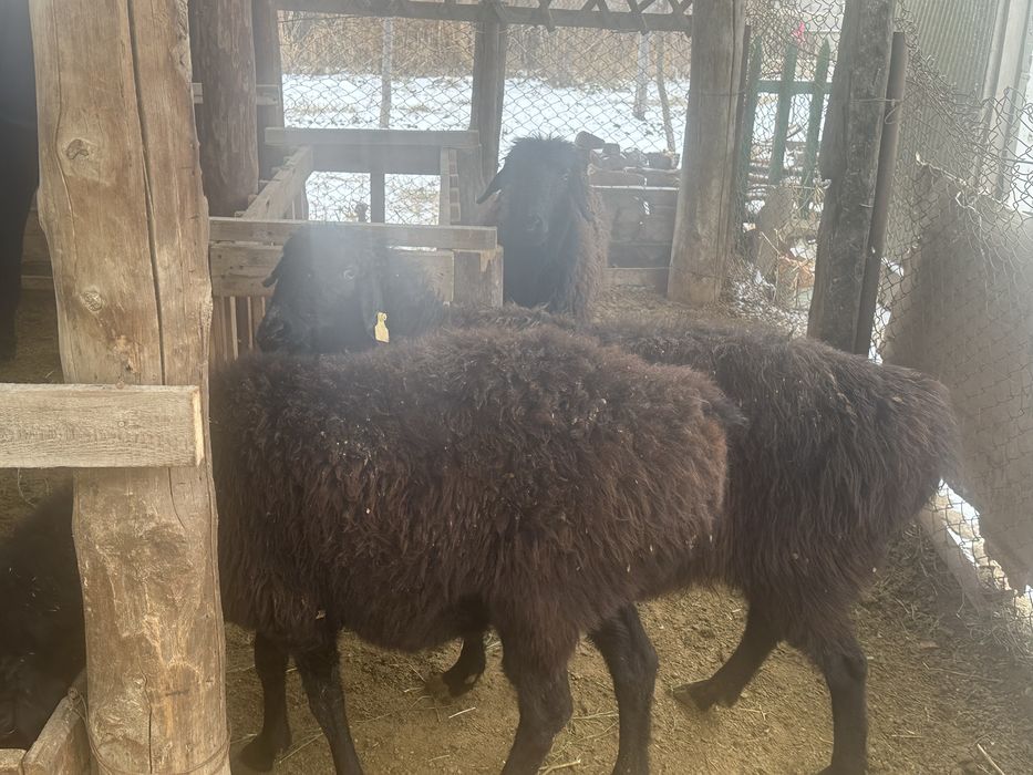 5 ірі қой сатылады