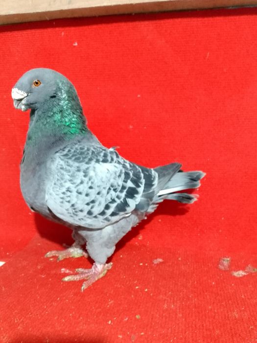 Porumbei AGH de vanzare