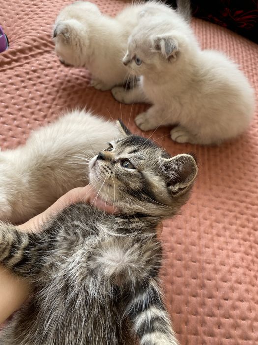 Mushuk 100 % kafolati bilan toza zotli