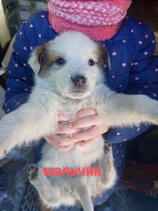 Щенки в добрые руки