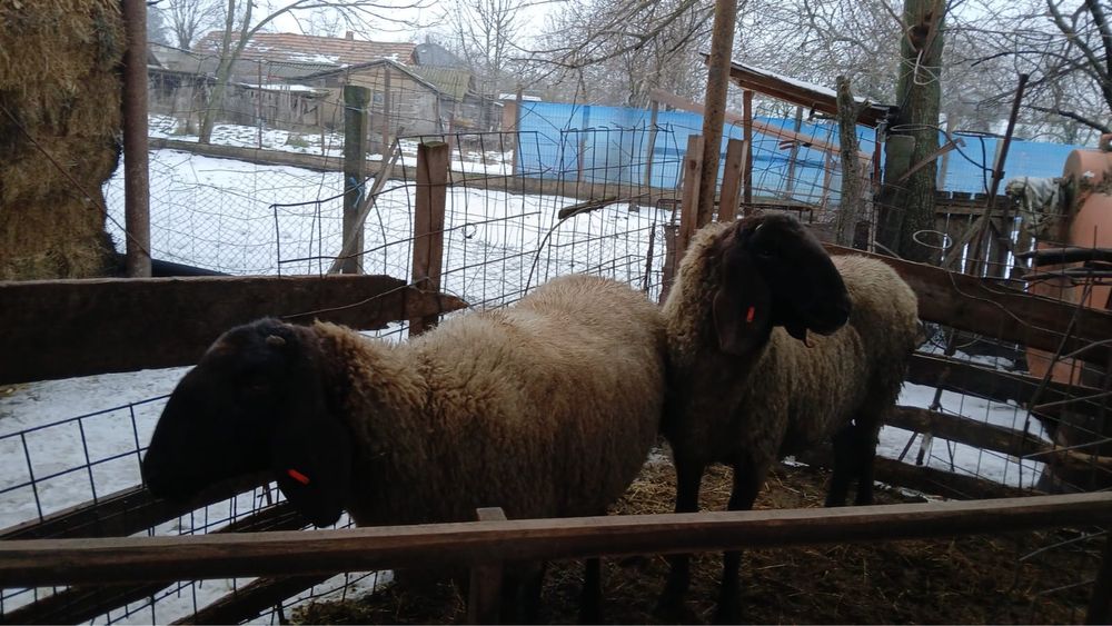 Vand 2 berbeci, unul de 2 ani si celalalt de 3 ani -talie mare