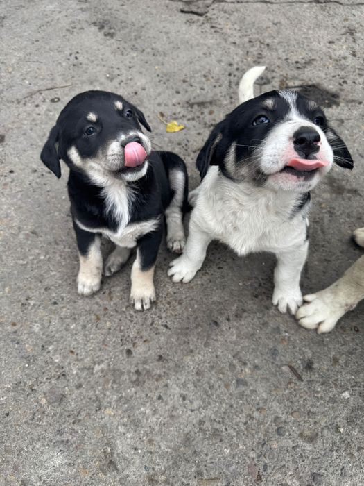 Cățeluș talie mare