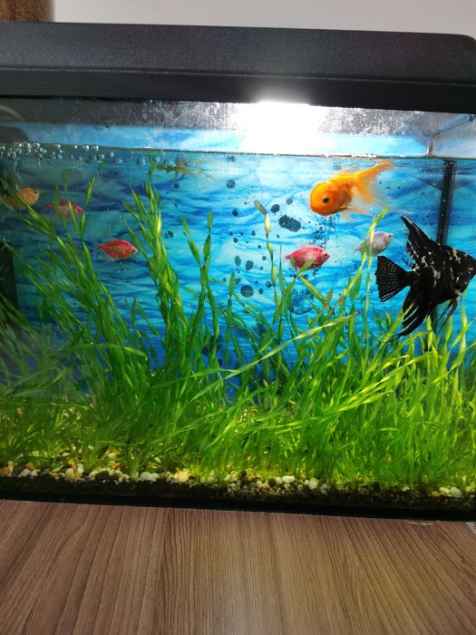Аквариум с живым растением и рыбками 11шт