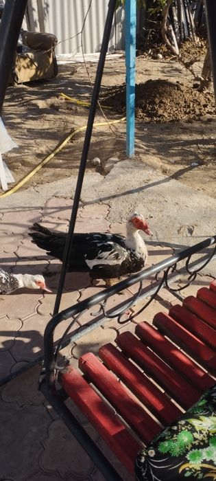 Гоз цесарка индаутка сотилади