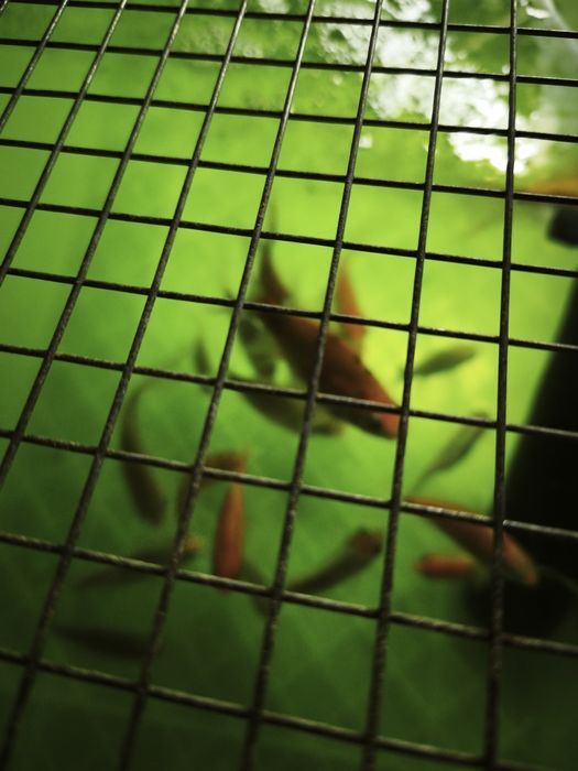 Комета. Рыбки. Продам