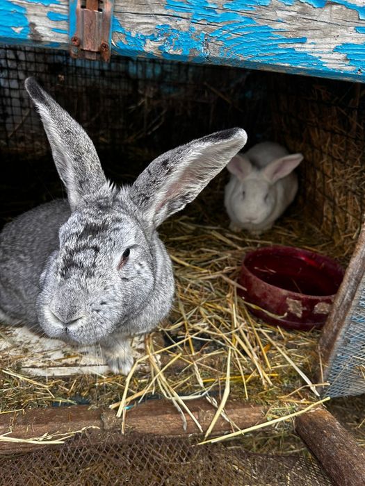 Продам кроликов срочно