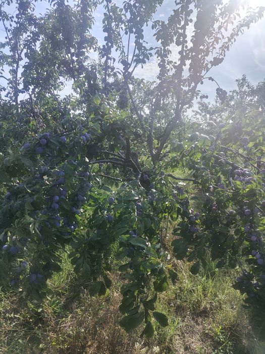 Prune annaspath.