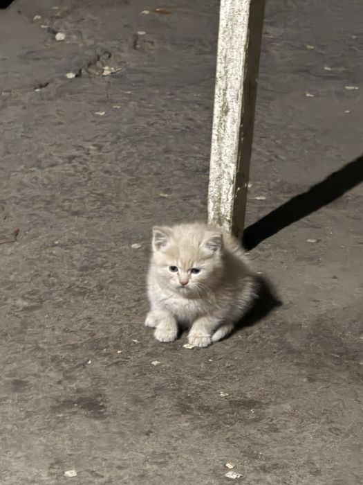 Котенок мальчик, отдаем в добрые руки.