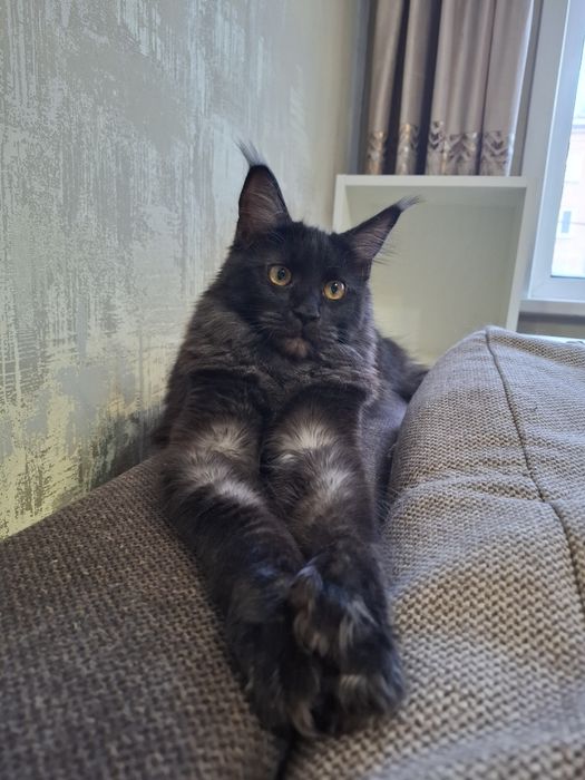 Мейн-кун полидакт девочка