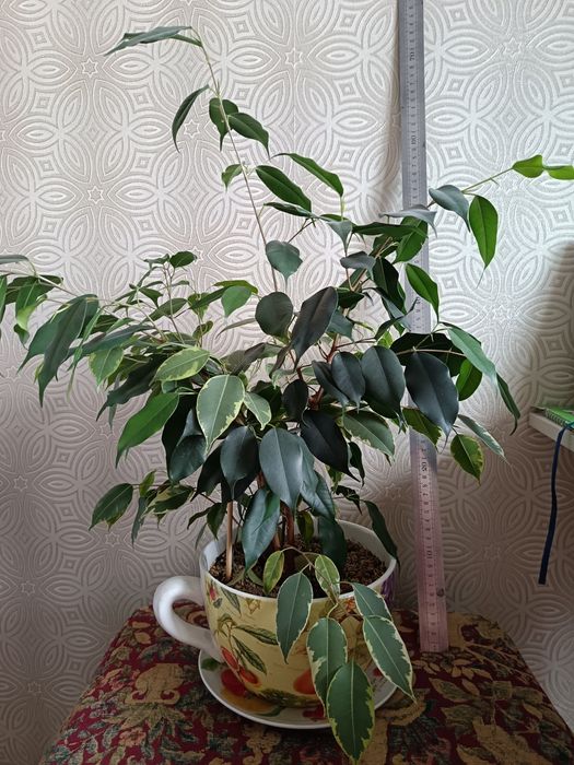 Фикус бенджамина