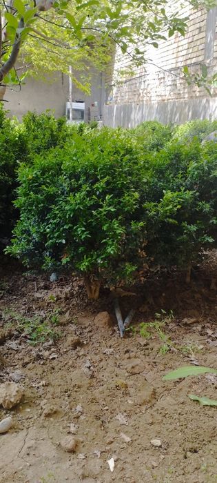 5 yillik shamshod kochatlari