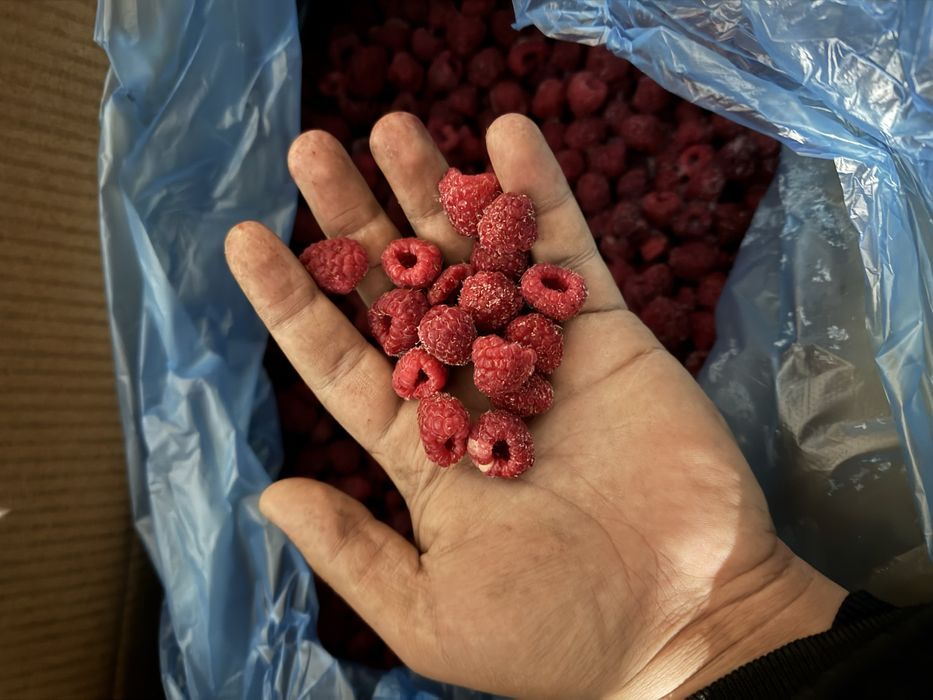 Muzlatilgan Malina optom