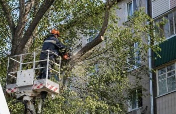 Уборка територи вырубка деревьев