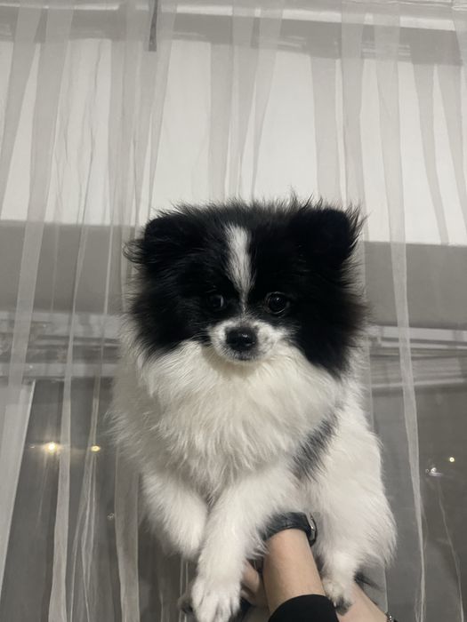 Продаётся шпиц мальчик. Срочно