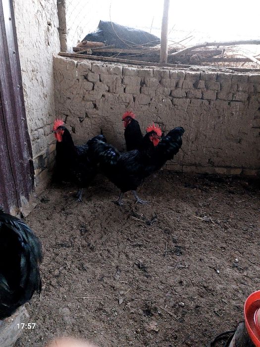 Jersi xoʻrozlari sotiladi