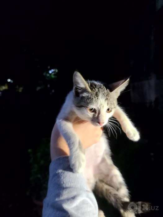 Маленький котёнок домашний