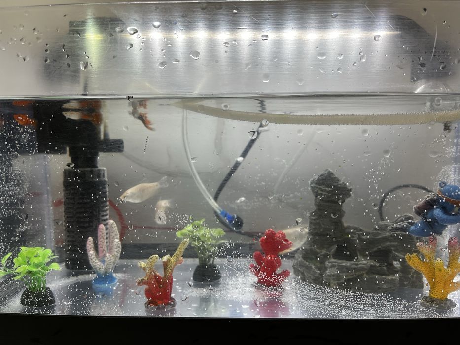 Аквариум сатамын балығымен