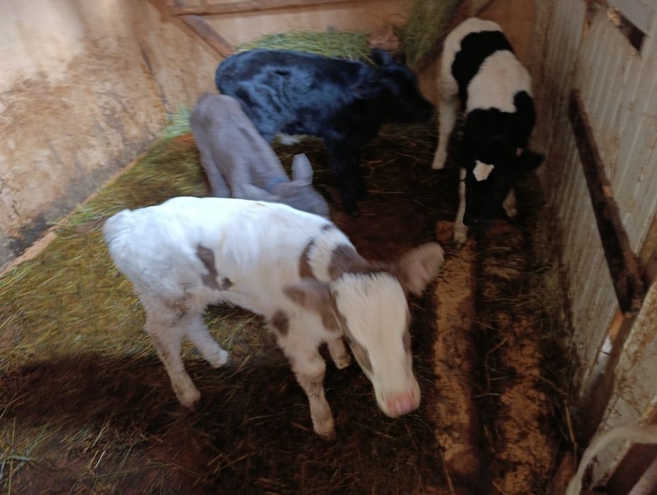 Телята бычки Бузау еркек