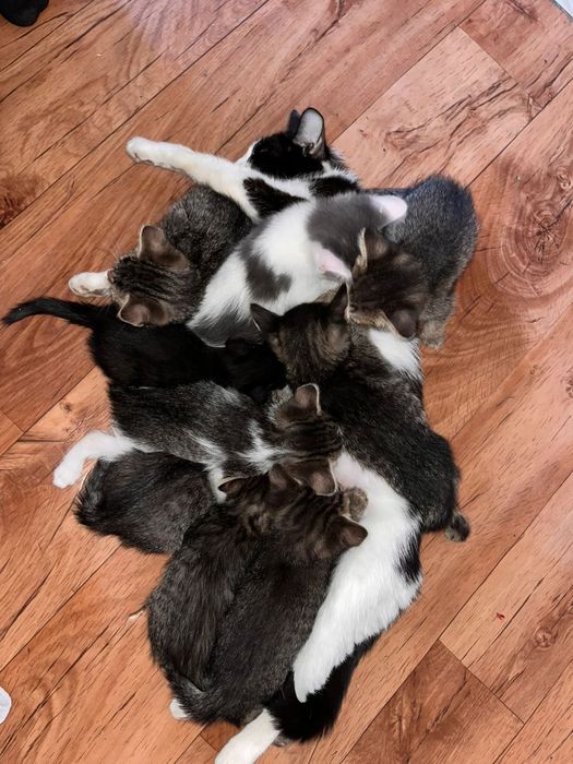 Отдам котят в добрые руки