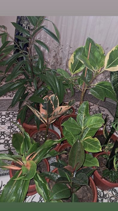 Цветы продаю Мырзакент